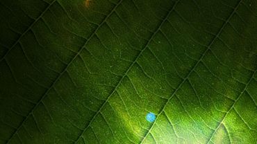 Green leaf background