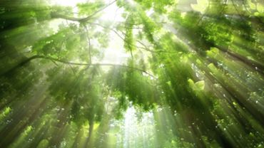 Green Forest Leaves Background