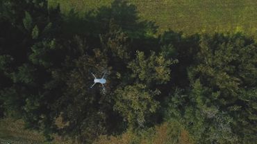 Drone view over trees