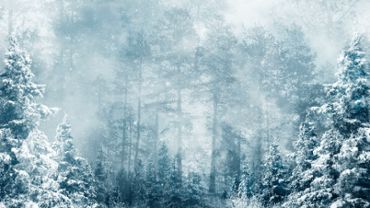 Winter scene background