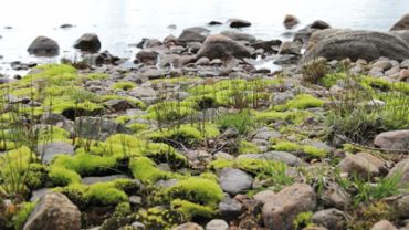 Rocks and moss at a lake