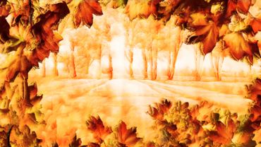 Autumn foliage background