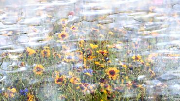 Liquid summer meadow