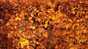 Autumn foliage background