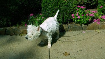 Slow Motion Wet Dog