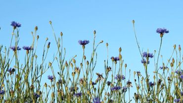 Cornflowers