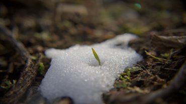 Snow Grass