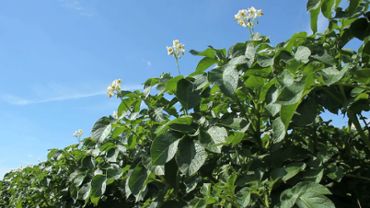 Potatoe Plants