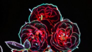 Neon Flower Experience