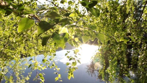 Birch tree in the sun