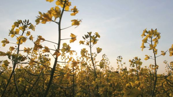 Rapeseed