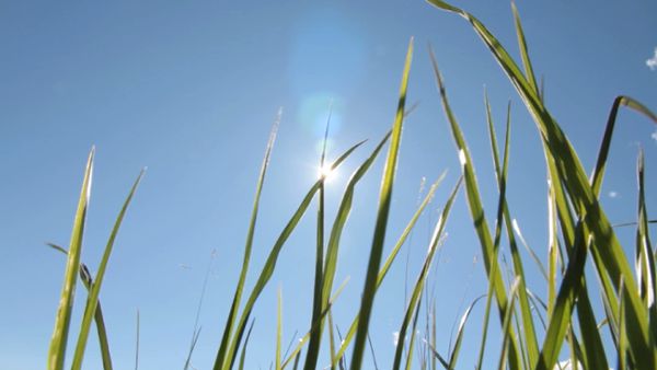 Green leaves and sunlight