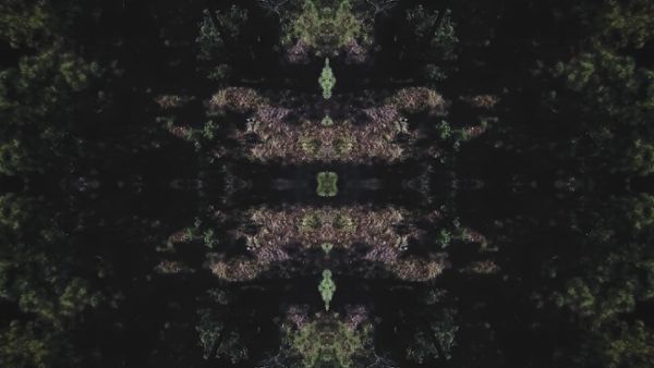 Trees in the Forest