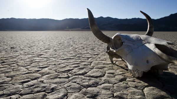 Death Valley Skull