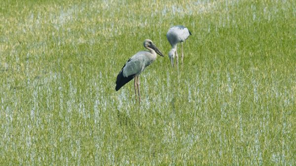 Asian Openbill Stork