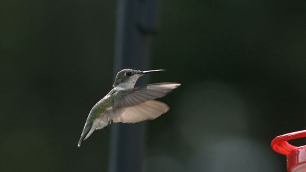 Hummingbird Flying