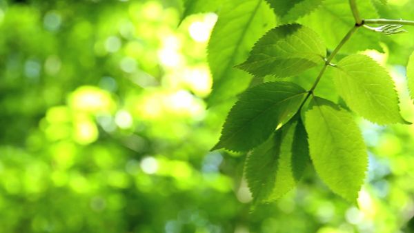 Green Leaves