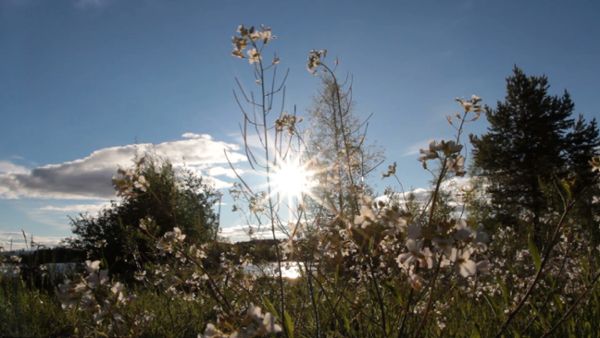 Summer flowers in the sun