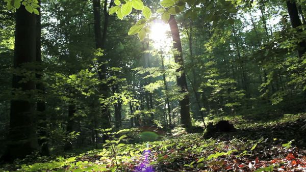 Sliding Forest