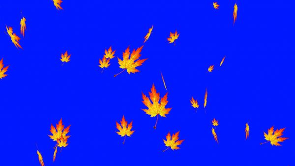 Autumn foliage blue screen
