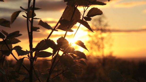 Birch tree in the evening sun