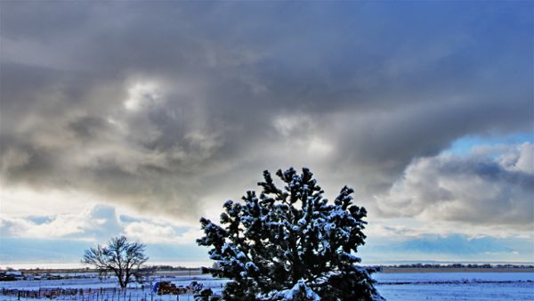 Snowy Landscape