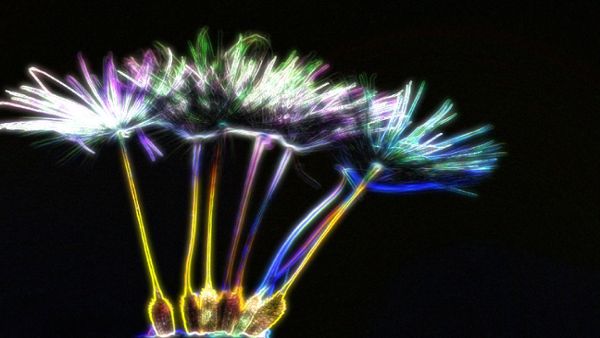 Neon Flower Experience