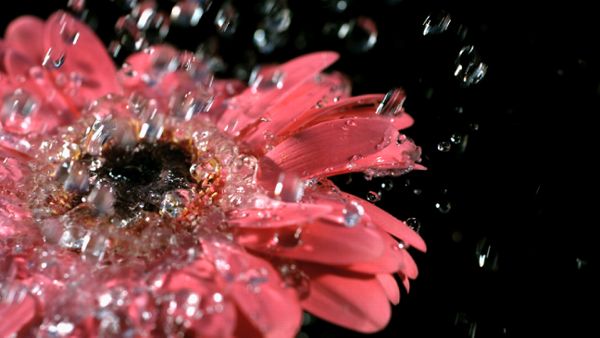 Water Droplets