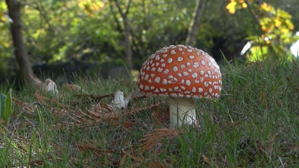 Agaric Mushroom