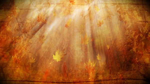 Autumn Background Loop Producerplanet Com