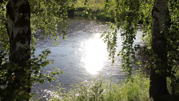 Birch trees and water