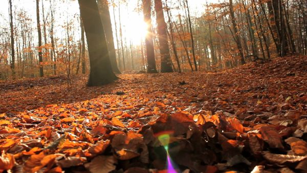 Autumn Forest