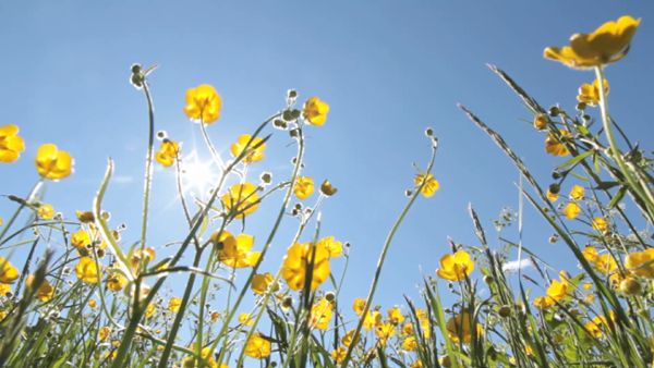 Summer Flowers and Sun