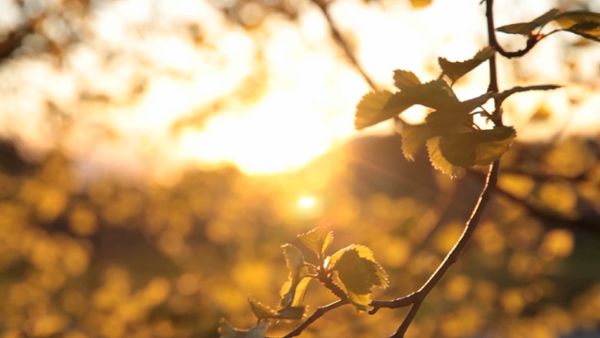 Leaves and sunlight