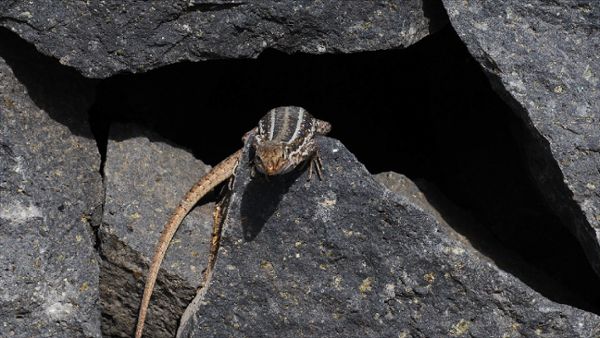 Beautiful Lizzard