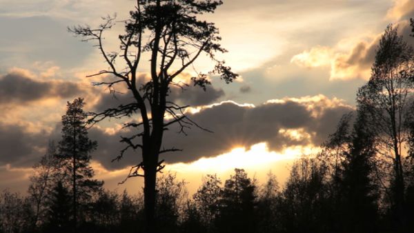 Trees and evening sky