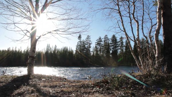 Trees and river in very early spring