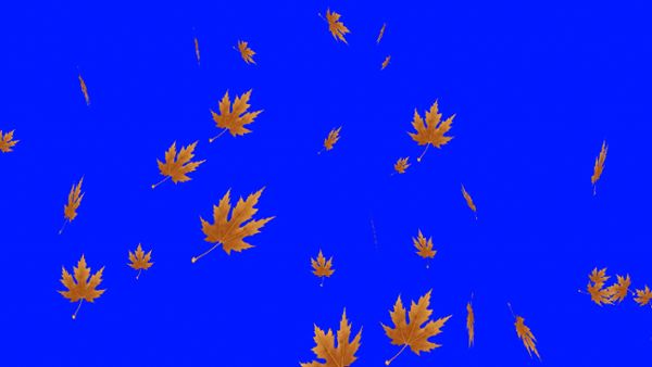 Autumn foliage blue screen