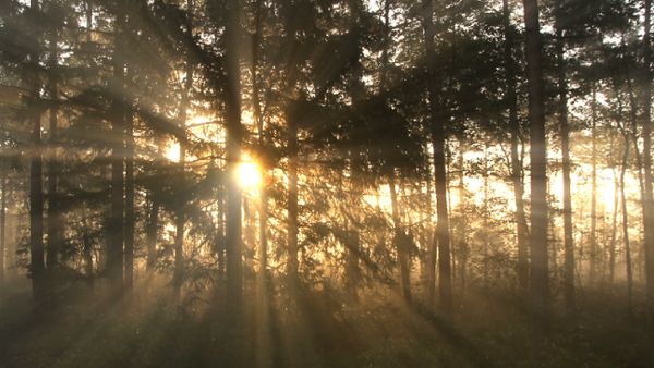 Foggy morning forest