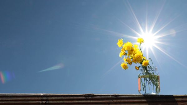 Flowers and sun