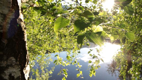 Birch tree and sunny pond