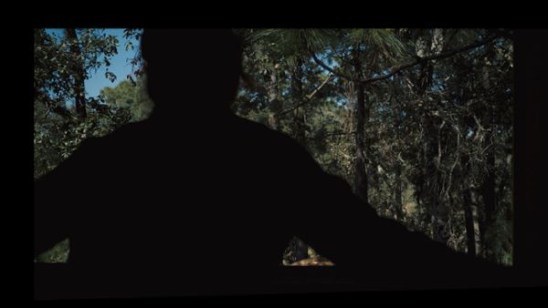 Silhouette of a person in the forest