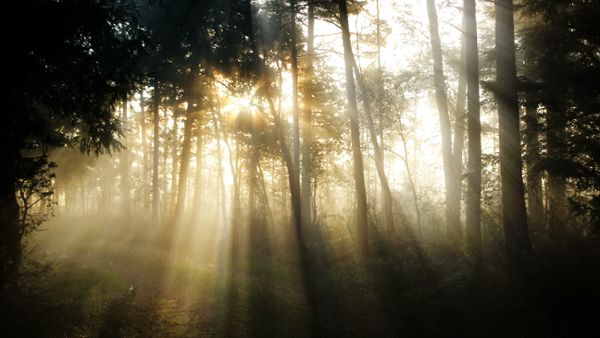 Foggy morning forest