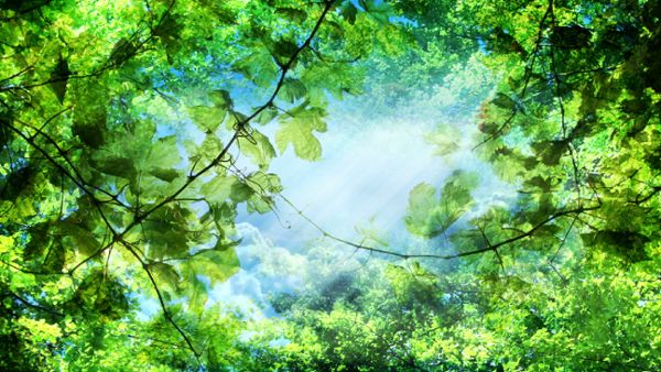 Green Leaves And Sky