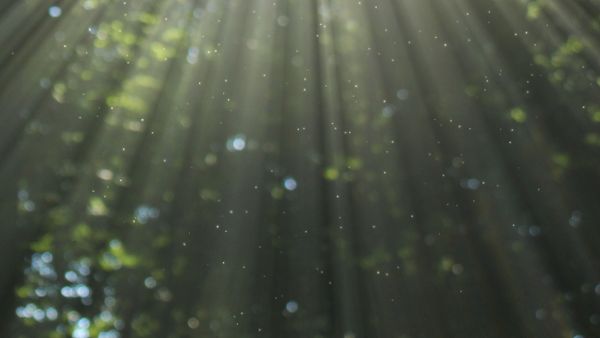 Sun Rays In Nature