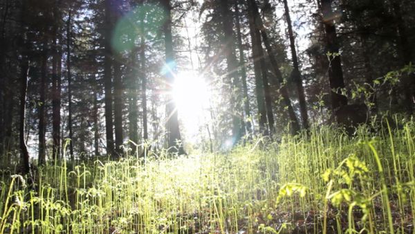 Fern in the forest