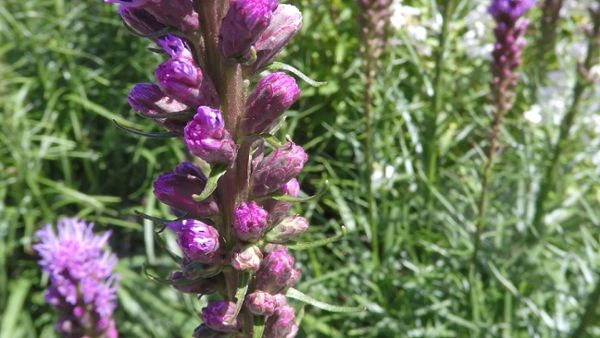 Blazing Star Flowers