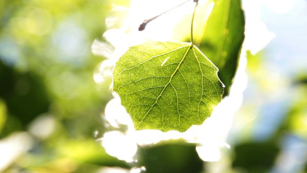 Leaf in the sun