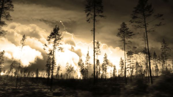 Trees and lightning