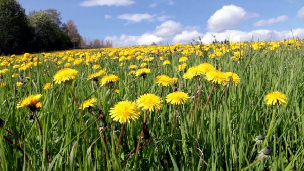 Summer meadow